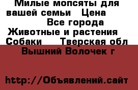 Милые мопсяты для вашей семьи › Цена ­ 20 000 - Все города Животные и растения » Собаки   . Тверская обл.,Вышний Волочек г.